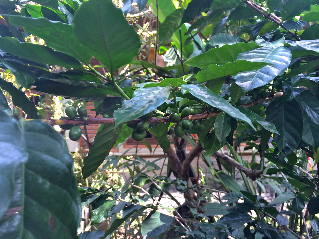 Negari Agro Wisata Coffee Garden